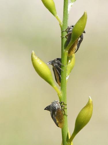 Centrotus cornutus